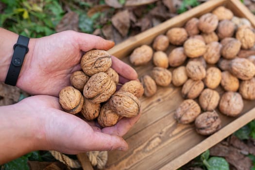 Hands holding fresh walnuts over a wooden tray amidst an autumn setting