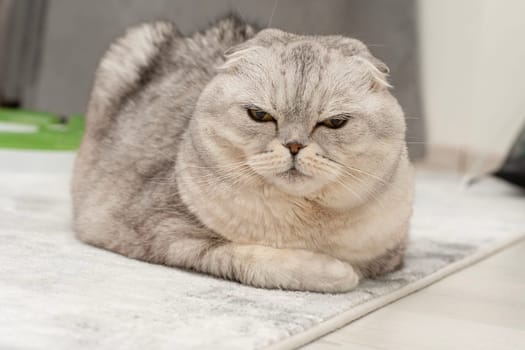 Pets. A beautiful, important gray Scottish Fold cat sits on the floor in a home interior. Close-up.