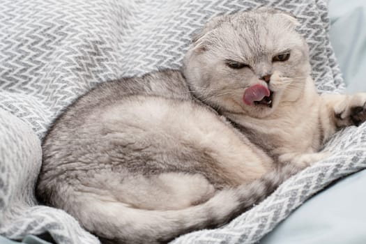 Pets. A beautiful funny and important gray cat of the Scottish Fold breed lies on a blanket, funnyly sticks out his tongue and yawns in a home interior. Close-up.