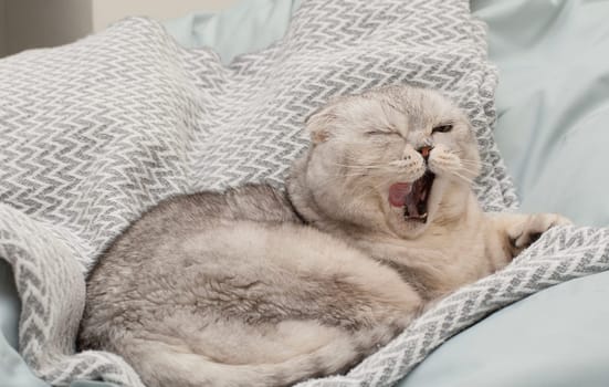 Pets. A beautiful funny and important gray cat of the Scottish Fold breed lies on a blanket, funnyly sticks out his tongue and yawns in a home interior. Close-up.