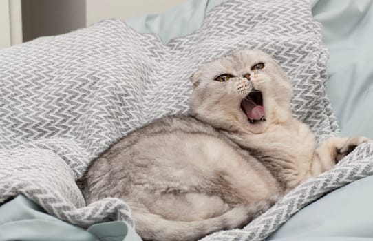 Pets. A beautiful funny and important gray cat of the Scottish Fold breed lies on a blanket, funnyly sticks out his tongue and yawns in a home interior. Close-up.