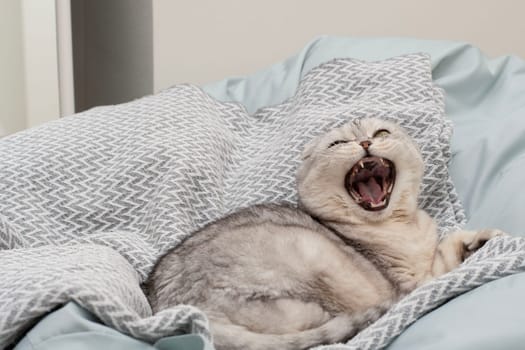 Pets. A beautiful funny and important gray cat of the Scottish Fold breed lies on a blanket, funnyly sticks out his tongue and yawns in a home interior. Close-up.