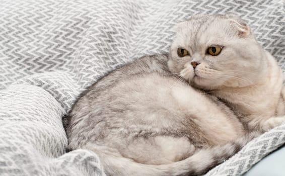 Pets. A beautiful, important gray cat of the Scottish Fold breed lies on a blanket in a home interior. Close-up.
