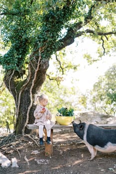 Dwarf pig sniffs a bowl of vegetables next to a little girl with an apple sitting on a bench. High quality photo