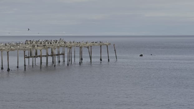 Deserted wooden pier in sea with resting cormorants embodies peace.