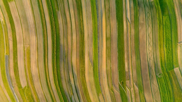Aerial view directly overhead of agricultural field with striped texture. Countryside landscape of Suloszowa village in Krakow County, Poland
