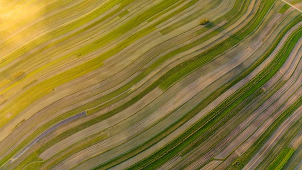 Aerial view of striped field in warm sun rays, Suloszowa village in Krakow County, Poland