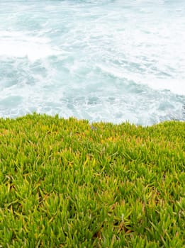 Coronado Beach. Sea or Ocean Waves along Green Grass, Plant on Pacific coast line in San Diego, USA, California. Wallpaper, Scenic Backdrop. Vertical Plane