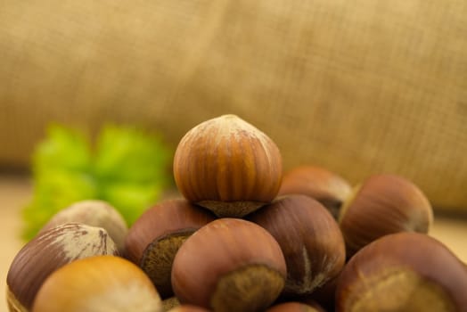 Fresh raw unshelled hazelnuts in front of the jute sack in a selective focus view