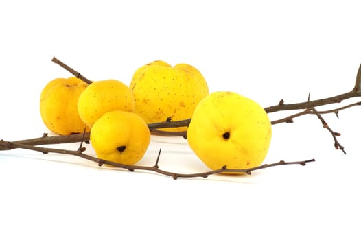 Bright golden-yellow quince fruits on leafless thorny branch isolated on white background, full depth of field, Chaenomeles japonica or Japanese quince
