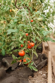 Tomatoes are hanging on a branch in the greenhouse. The concept of gardening and life in the country.