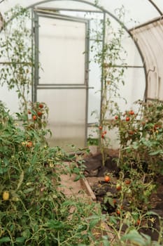 Tomatoes are hanging on a branch in the greenhouse. The concept of gardening and life in the country. A large greenhouse for growing homemade tomatoes