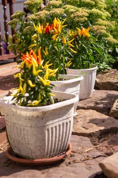 Growing pepper in a pot in the yard of a country house. Gardening and country life