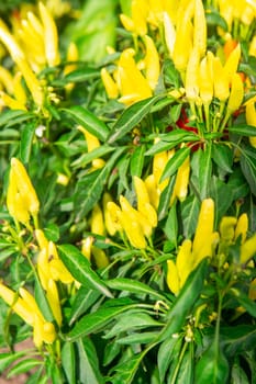 Growing pepper in a pot in the yard of a country house. Gardening and country life