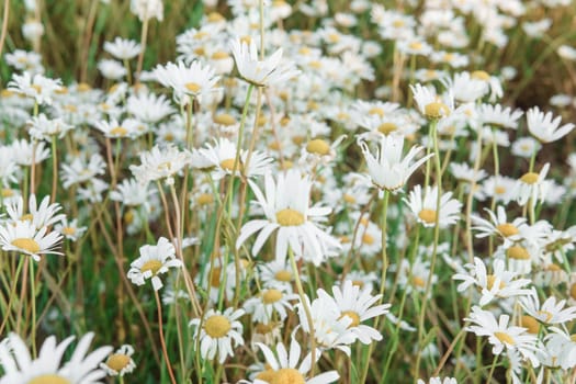 Chamomile flowers in close-up. A large field of flowering daisies. The concept of agriculture and the cultivation of useful medicinal herbs