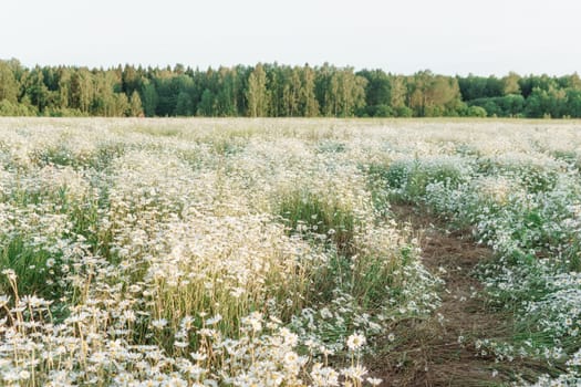 A spacious chamomile field in summer. A large field of flowering daisies. The concept of agriculture and the cultivation of useful medicinal herbs