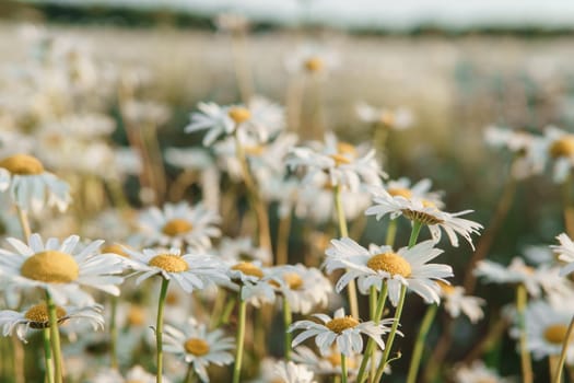 Chamomile flowers in close-up. A large field of flowering daisies. The concept of agriculture and the cultivation of useful medicinal herbs