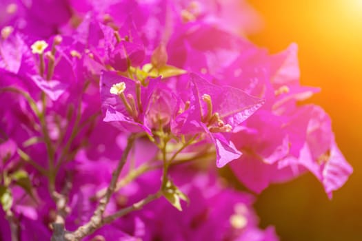 Bougainvillea glabram flower, paperflower. Beautiful magenta bougainvillea tree on sunny spring day.