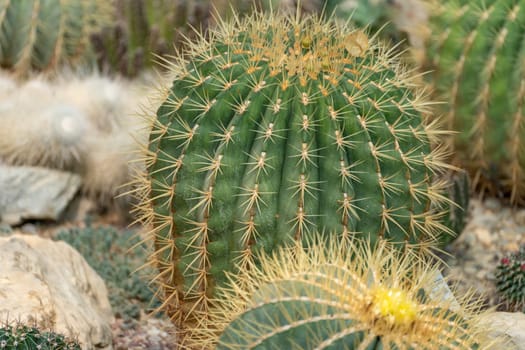 thorn cactus texture background, close up. Golden barrel cactus, golden ball or mother-in-law's cushion Echinocactus grusonii is a species of barrel cactus which is endemic to east-central Mexico.