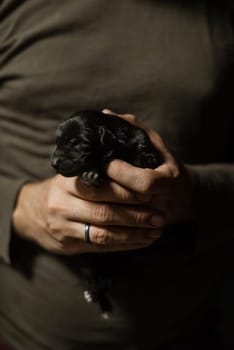 Black little puppy in hands of married man