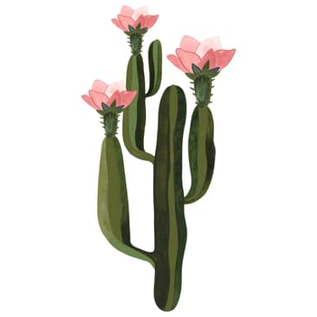 Blooming cactus with pink flowers. Plants for the home. Floriculture. Desert flora. Isolated watercolor illustration on white background. Clipart