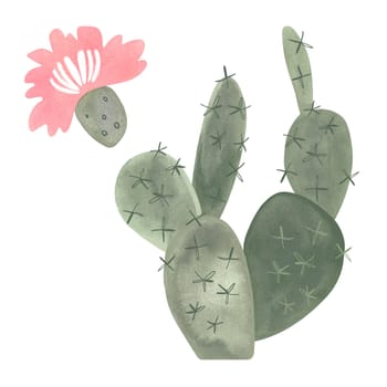 Prickle pear. Blooming cactus with pink flowers. Plants for the home. Floriculture. Desert flora. Isolated watercolor illustration on white background. Clipart