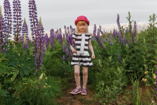 A blonde girl in a field with purple flowers. A little girl in a pink hat is picking flowers in a field. A field with lupines.