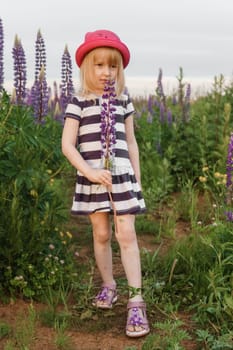 A blonde girl in a field with purple flowers. A little girl in a pink hat is picking flowers in a field. A field with lupines.