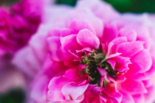 Close up open centre of bright pink rose. Natural beauty. Tenderness lightness joy happiness love.