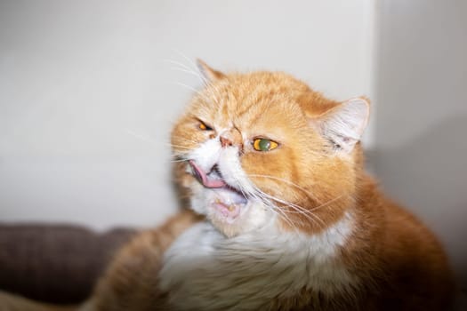 Ginger exotic cat with a catheter on his paw close up