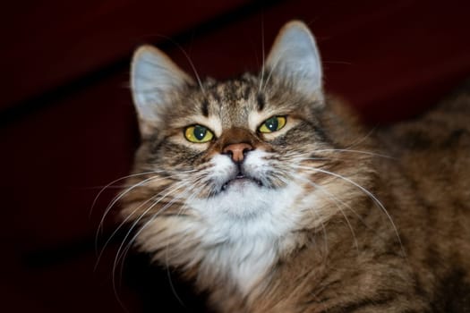 Playful gray shaggy cat at home close up