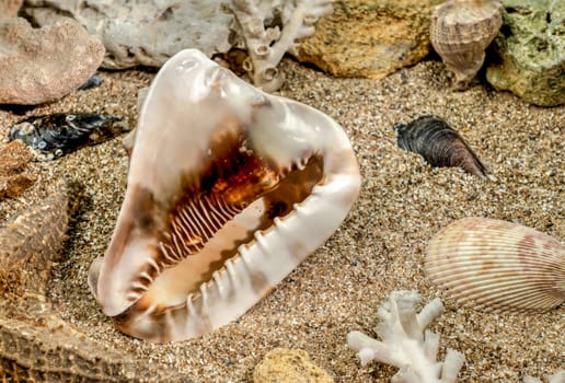 Caribbean King Helmet sea snail shell Cassis Tuberosa on a sand underwater