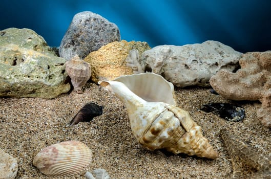 Pleuroploca trapezium sea snail shell Cassis Tuberosa on a sand underwater