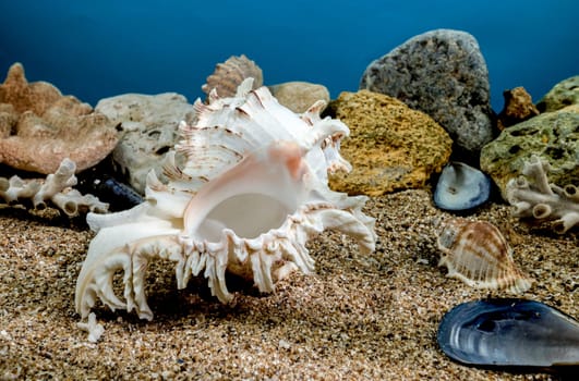 White Chicoreus Ramosus Murex seashell on a sand underwater