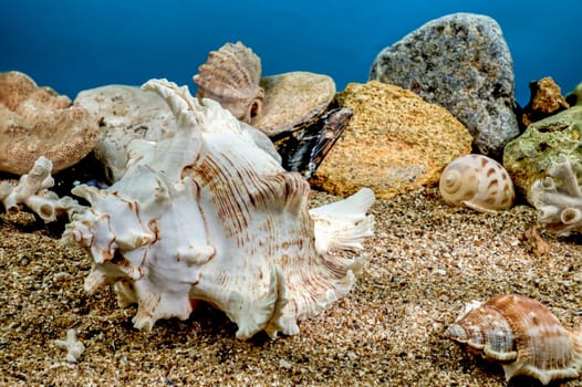 White Chicoreus Ramosus Murex seashell on a sand underwater