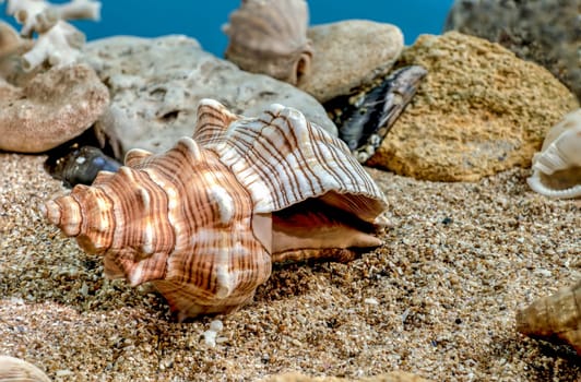Pleuroploca trapezium or Trapezium fascilarium seashell on a sand underwater