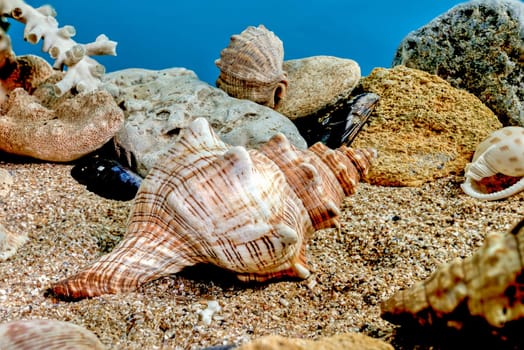 Pleuroploca trapezium or Trapezium fascilarium seashell on a sand underwater