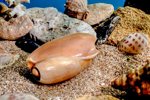 Orange Ornate olive snail or cryptospira seashell on a sand underwater