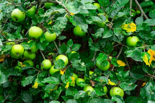 Many green apples grow on an apple tree.