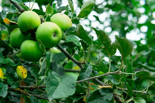 Several green apples on a branch of an apple tree. Copy space.