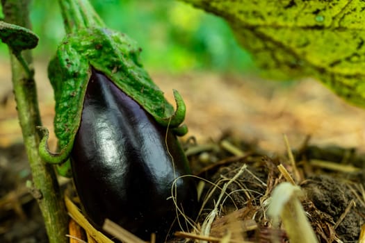 Close-up of a small eggplant growing near an eggplant bush.