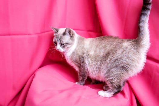 Gray cat with blue eyes lying on pink background close up