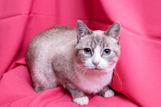 Gray cat with blue eyes lying on pink background close up