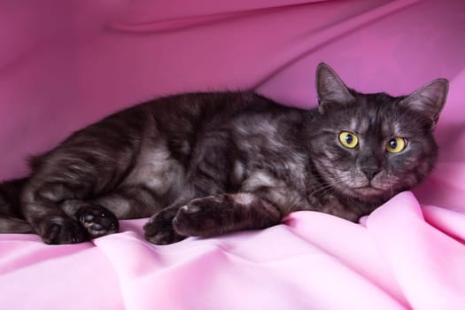 Gray cat with yellow eyes lying on pink background close up