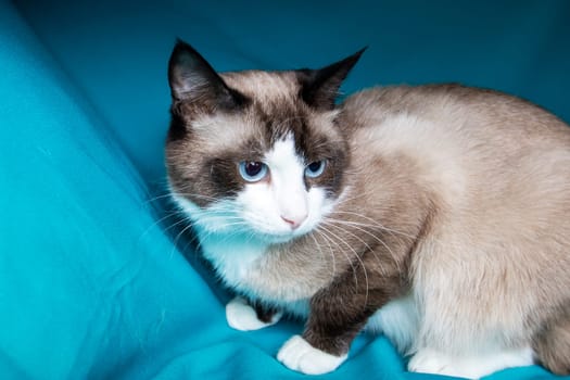 Gray cat with blue eyes portrait on blue background close up