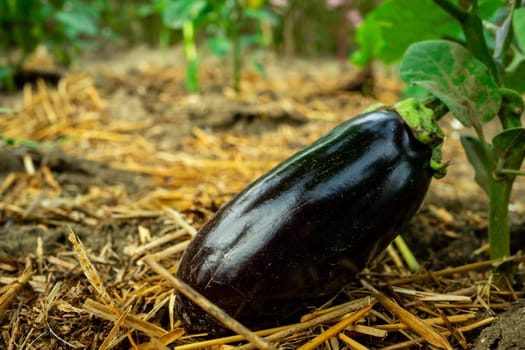 A large eggplant grows near a bush on the ground. Copy space.