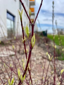 Leaf buds bloom on the twigs of bushes in early spring. High quality photo