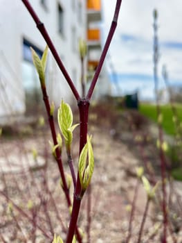 Leaf buds bloom on the twigs of bushes in early spring. High quality photo