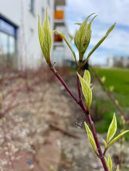 Leaf buds bloom on the twigs of bushes in early spring. High quality photo
