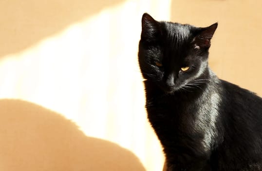 Portrait of a nice young black cat under beam of sun light